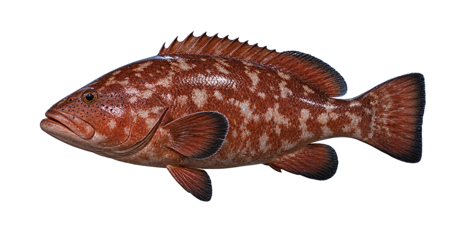 Red Grouper