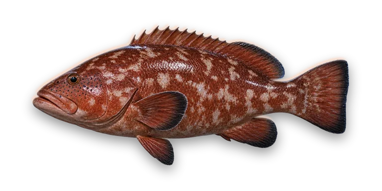 Red Grouper