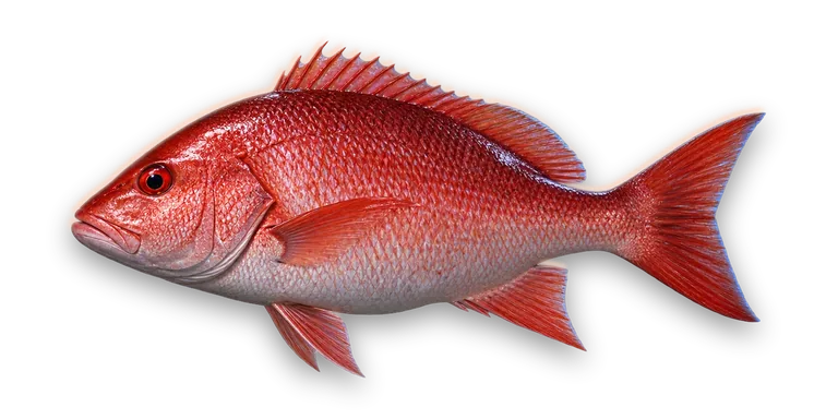 Red Snapper
