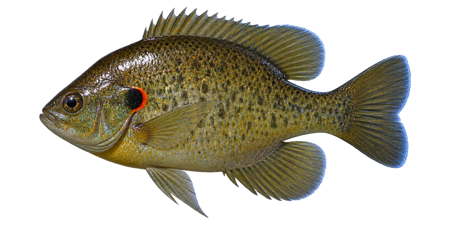 Redear Sunfish