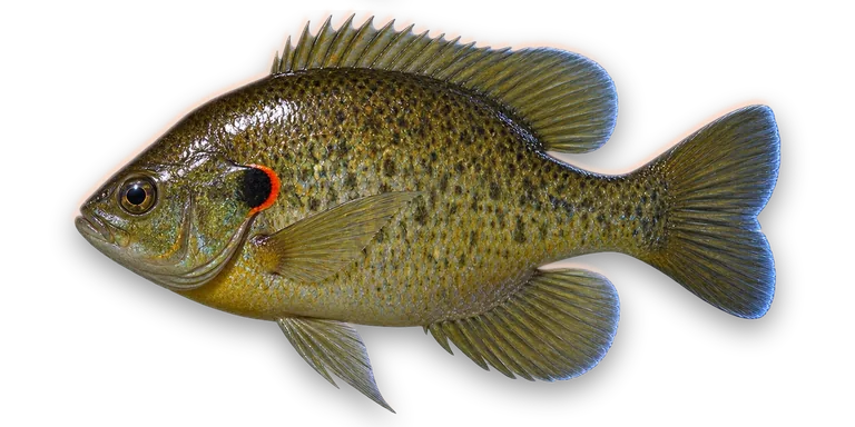 Redear Sunfish