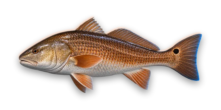 Redfish