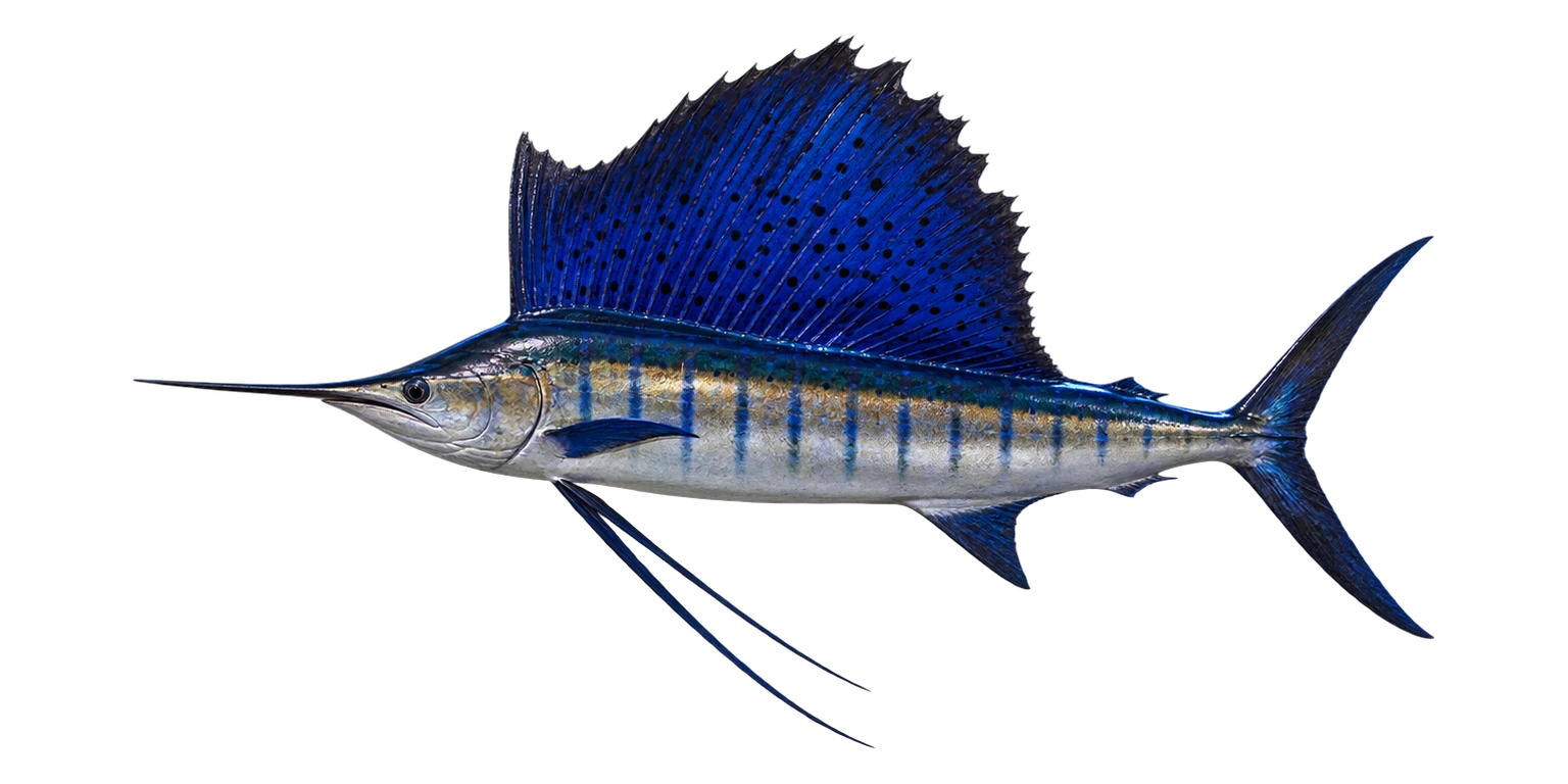 Sailfish