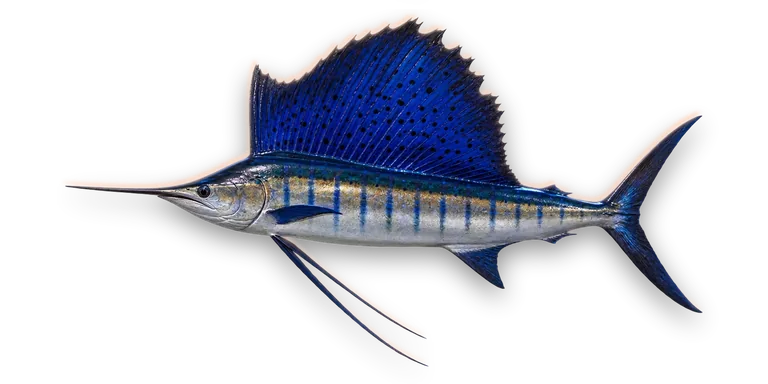 Sailfish