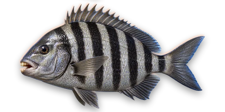 Sheepshead