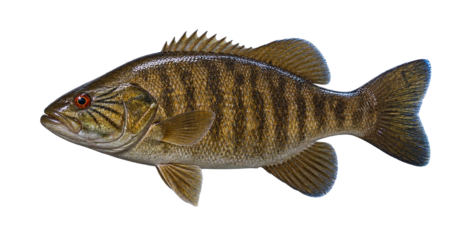 Smallmouth Bass