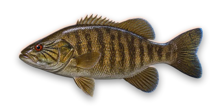 Smallmouth Bass