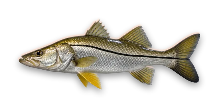 Snook