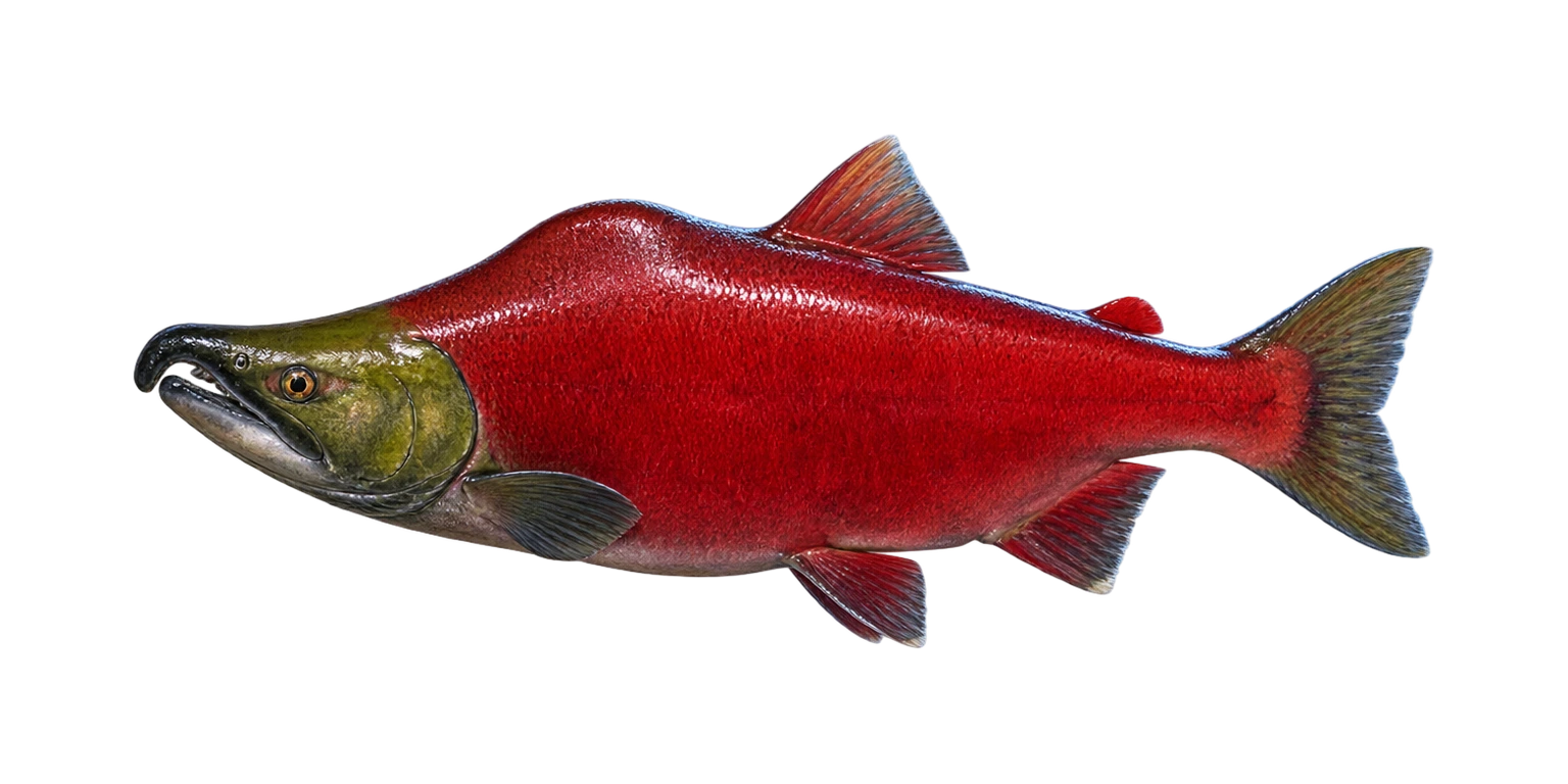 Sockeye Salmon