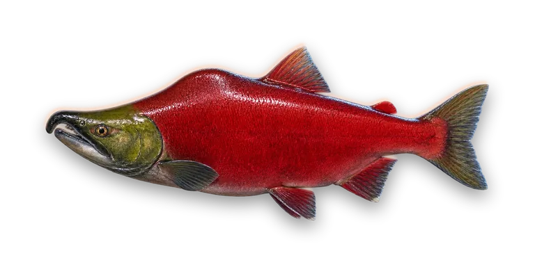 Sockeye Salmon