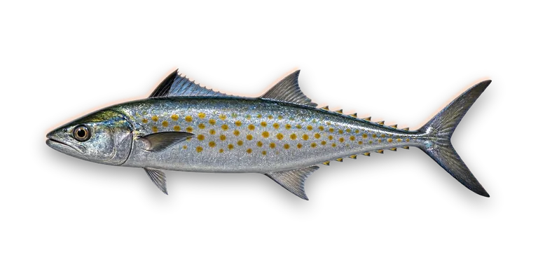 Spanish Mackerel