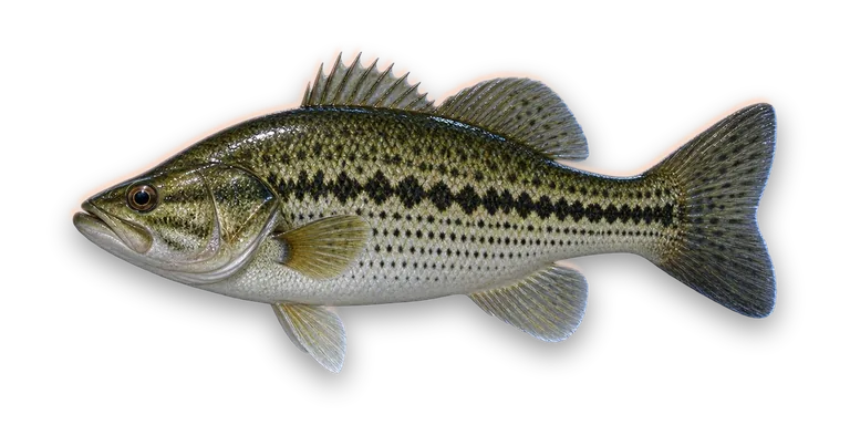 Spotted Bass