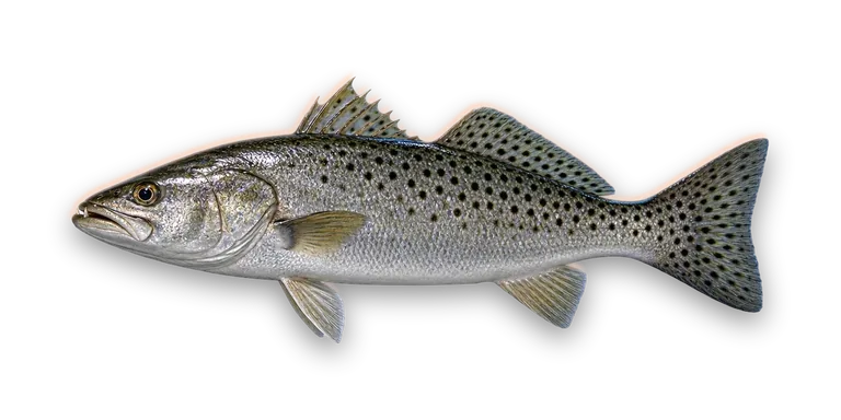 Spotted Seatrout