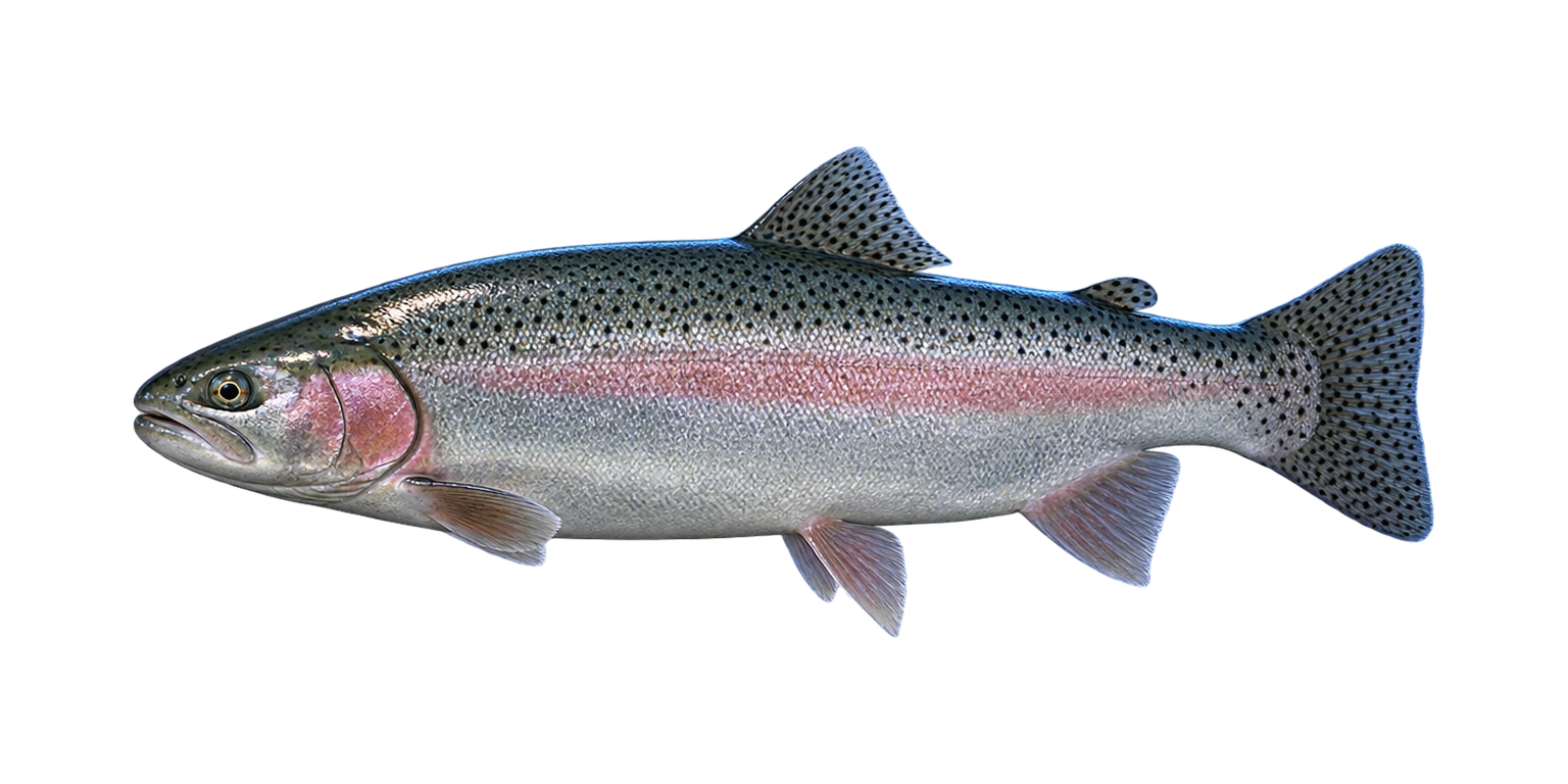 Steelhead