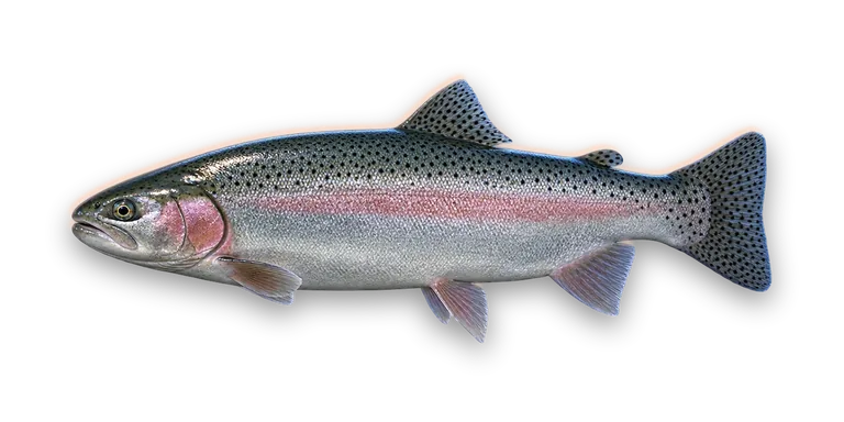 Steelhead