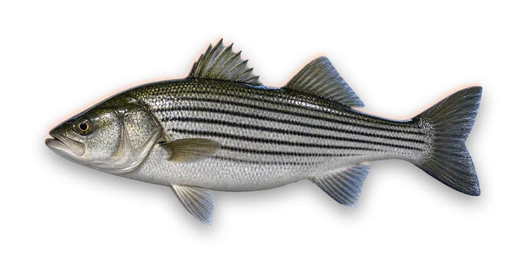 Striped Bass