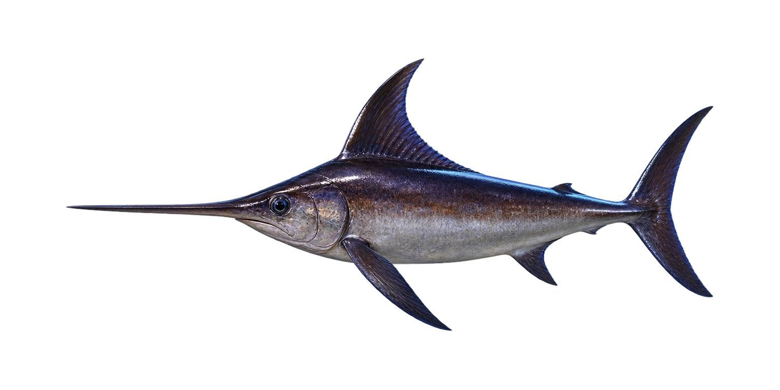 Swordfish