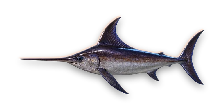 Swordfish