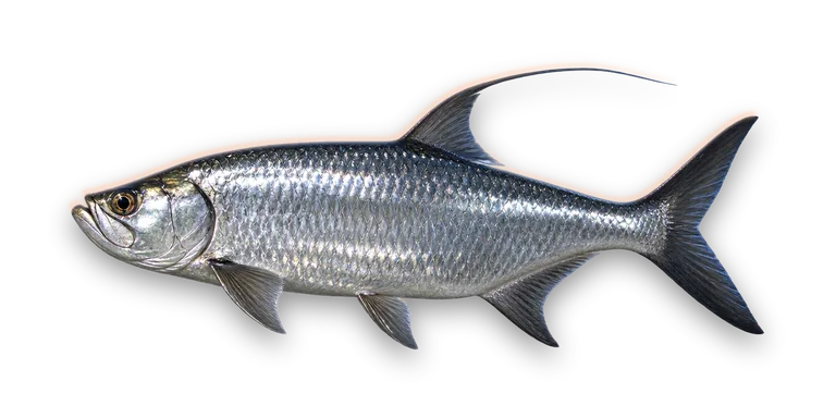 Tarpon