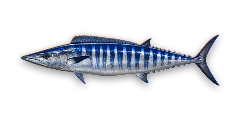 Wahoo