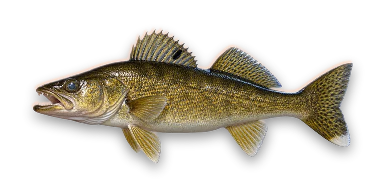 Walleye