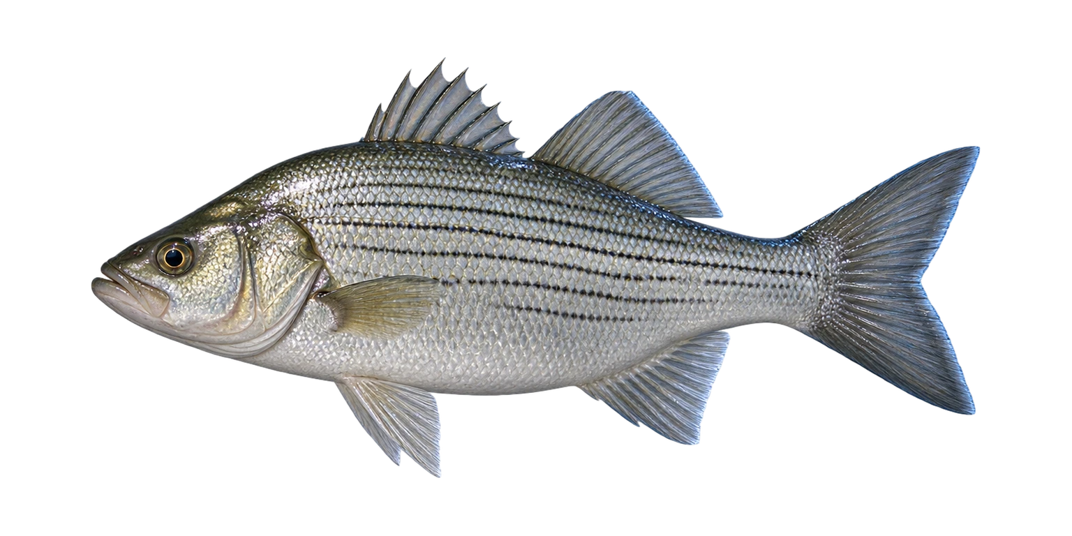 White Bass