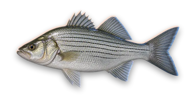 White Bass
