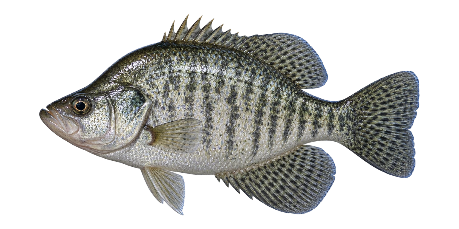 White Crappie