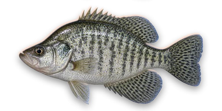 White Crappie