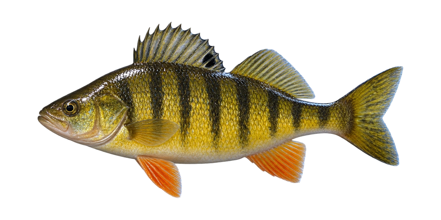 Yellow Perch