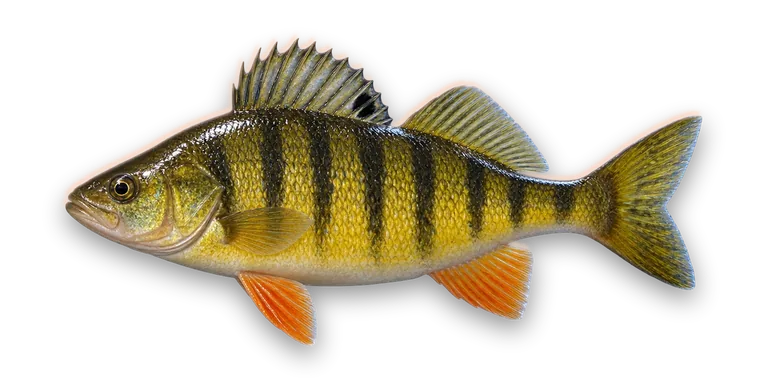 Yellow Perch