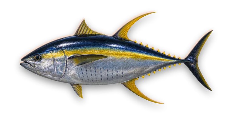 Yellowfin Tuna